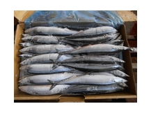 Сайра — рыба семейства макрелещуковых. Считается ценной промысловой рыбой.