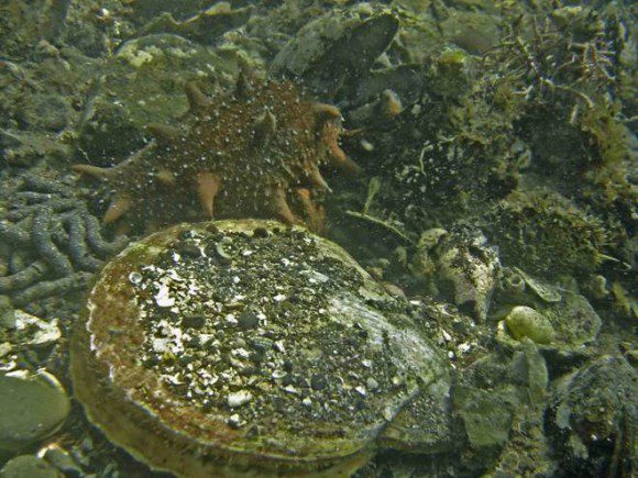 Морской гребешок и трепанг – главные объекты культивирования на Дальнем Востоке