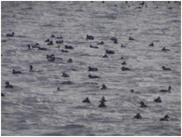 Морские утки-морянки, прилетающие на зимовку в Южное Приморье с арктического побережья.