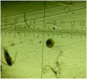 Так выглядит личинка приморского гребешка размером 250 микрон под бинокуляром.