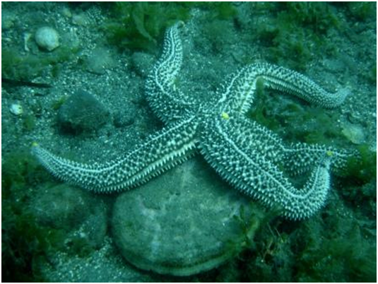 Морская звезда дистоластерия колкая, нападающая на приморского гребешка.