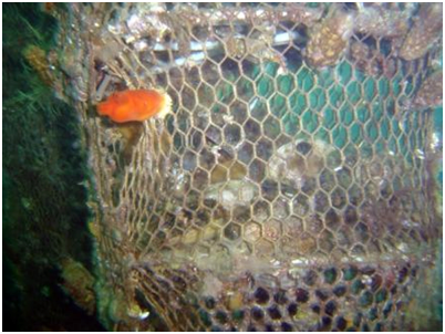 Обрастание садка, оставленного на 2 года, асцидиями стиелой булавовидной и халоцинтией пурпурной. Внизу снимка виден осевший из планктона черный морской еж.