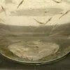 живая Пост-личинка креветки для УЗВ в Краснодаре 3