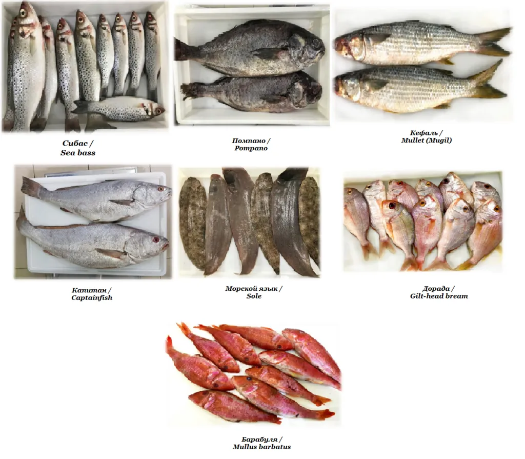 Фотография продукта Морская рыба из Мавритании