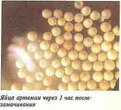 яйца Артемии диапазирующие в Челябинске