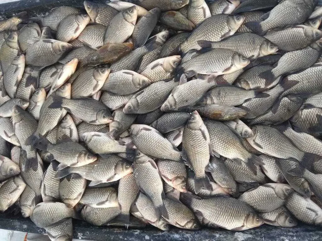 рыба карась в Казахстане