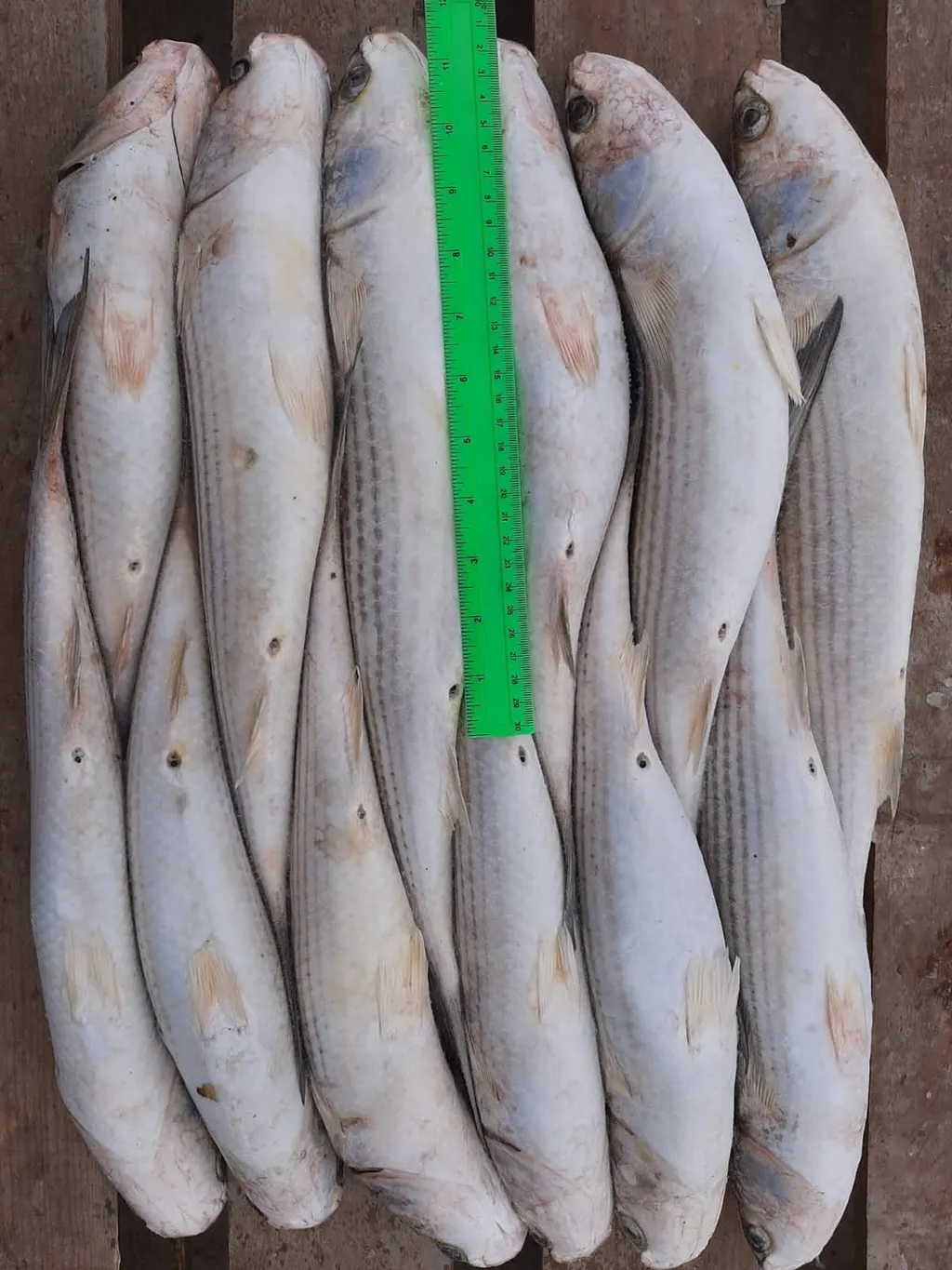 Фотография продукта Формируем заявки на доставку рыбки