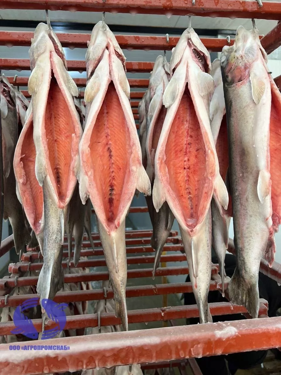 фотография продукта Форель от рыбхоза (свежемороженная)