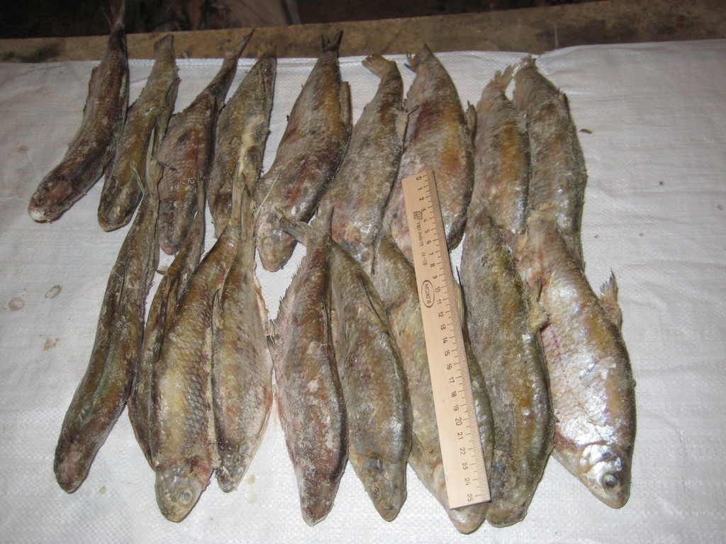 Речная Рыба В Самаре Где Купить