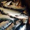 рыба свежая Камчатка вылов 2020 в Владивостоке