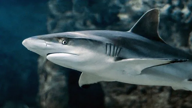 Сенат США принял Закон о запрещении продажи акульих плавников