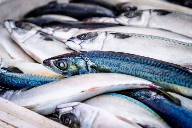 Индустрия морепродуктов требует, чтобы прибрежные государства Северо-Восточной Атлантики пошли на компромисс в отношении уловов пелагических видов