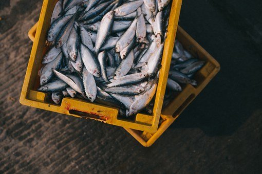 Эксперты рассказали, почему рыба в магазинах вдвое дороже, чем у рыбака