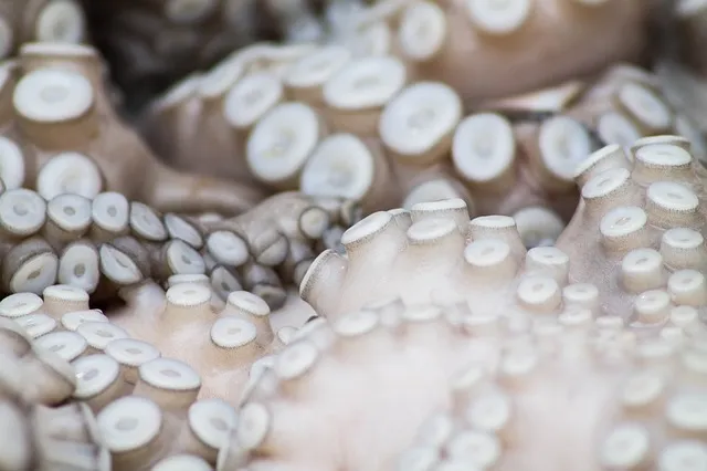 Импорт осьминогов в Южную Корею упал, но цены выросли на 94%