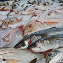 Производство мяса и фарша рыб в России выросло на 61,4%