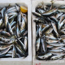 За прошедшую неделю в Приморье и на Сахалине проконтролирован экспорт 258 партий рыбы и морепродуктов (17-23.01.2022)