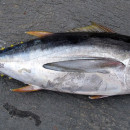 Китай не доволен квотами на вылов желтоперого тунца на 2022 год