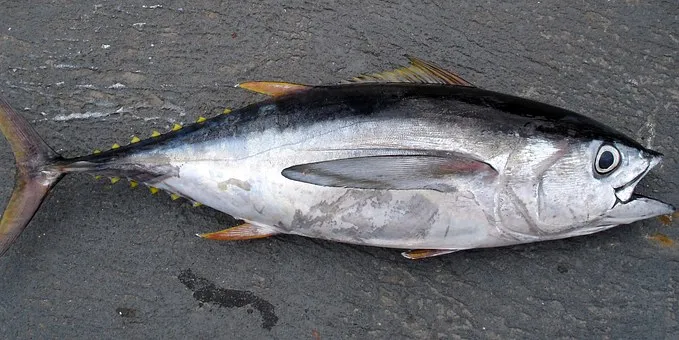 Китай не доволен квотами на вылов желтоперого тунца на 2022 год