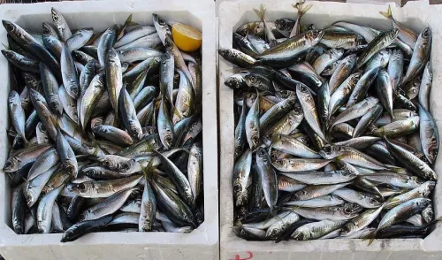 Почему рыбаки не отдают рыбу Северному морскому пути