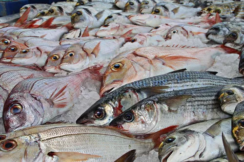 С начала 2022 года на Сахалине и Курилах реализовали более 70 тонн свежей охлажденной рыбы по доступным ценам
