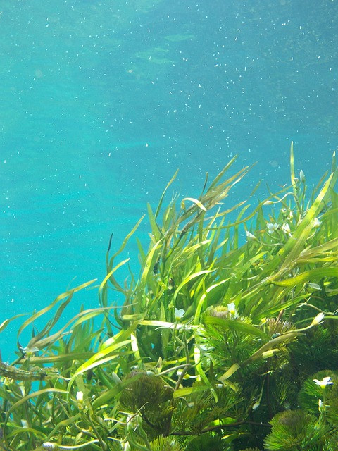 Нидерланды развивают производство морских водорослей  