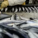 Рыбоперерабатывающий завод имени Кирова на Сахалине наращивает объёмы выпуска рыбной продукции