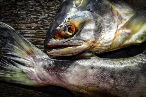 Норвегия: Апрельский экспорт лосося достиг новых рекордов