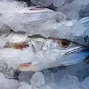 За прошедшую неделю в Приморье и на Сахалине проконтролирован экспорт 385 партий рыбы и морепродуктов