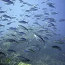 Наибольшее количество йода содержится в морских сортах рыбы