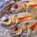 АСРФ подготовила возражения по продаже рыбной продукции на бирже