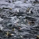 Росрыболовство продолжает работу по восстановлению популяции атлантического лосося