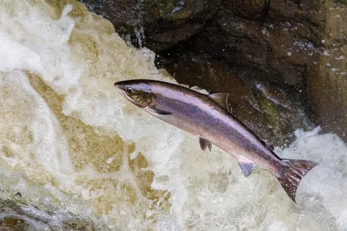 В Ирландии  тихоокеанская горбуша угрожает местной популяции лосося   