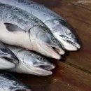 В России к 22 июня вылов лососей достиг 8,3 тыс. т