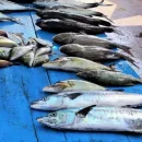 США намерены пресекать импорт незаконно выловленных морепродуктов