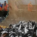 «Лососевая путина-2022»: вылов лососей достиг 127 тыс. тонн