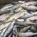 Продукция из свежих уловов лососей отправляется с Дальнего Востока в центральную Россию быстро и большими объемами