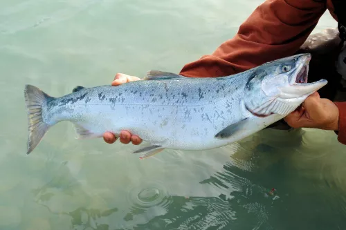 На лососевой ферме в Норвегии выявили вспышку смертельной болезни рыб