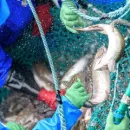 Прогноз вылова лососей на Камчатке не оправдывается
