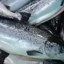 В Норвегии обеспокоены результатами мониторинга системы контроля за безопасностью рыбной продукции
