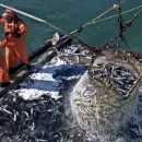 Российский вылов иваси и скумбрии достиг 119 тыс. тонн – наука рекомендует существенно повысить освоение этих рыб и готова помогать