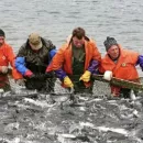 Лососевая путина на Дальнем Востоке продолжается: рыба регулярными партиями уходит в центральные регионы России
