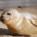 Авария на «Северном потоке» может привести к гибели нерп и тюленей