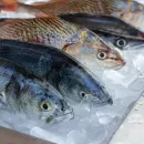 С помощью ФГИС «Меркурий» выявлена фантомная площадка по производству и обороту рыбы и рыбной продукции