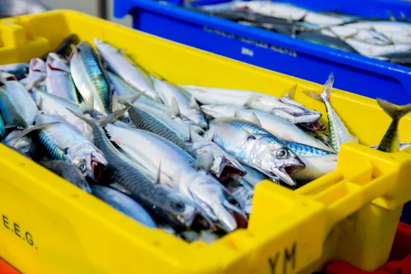 Рыбная промышленность играет фундаментальную роль в обеспечении продовольствием растущего мирового населения