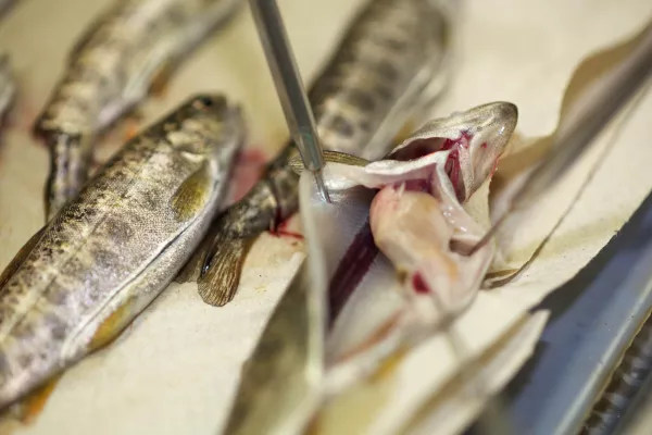 ФГБУ «НЦБРП» проанализировало риски поставок небезопасной рыбной продукции по данным за январь 2023 года