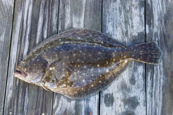 Nordic Halibut и Skretting объединяют усилия для разработки кормов для палтуса по трехлетнему соглашению