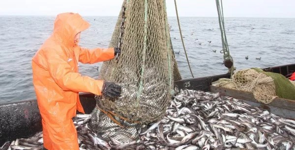 Дальневосточные рыбаки продолжают успешный промысел минтая, сельди и трески: продукция свежего вылова без задержек идет в другие регионы России