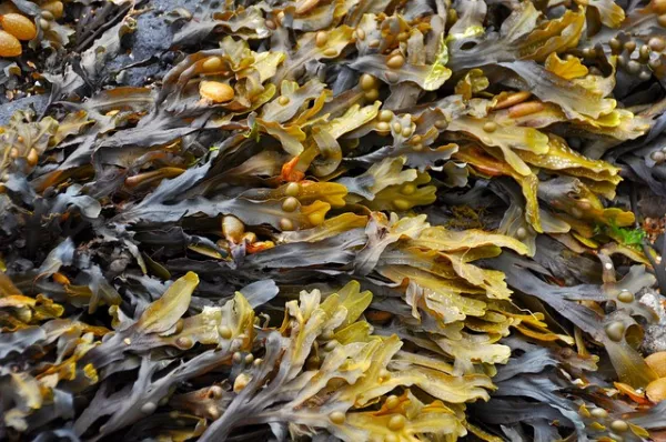 Испания: Mediterranean Algae представляют свой европейский проект по «биоремедиации» в водах порта Аликанте