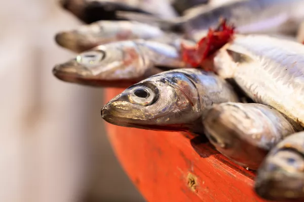 Перу: Рыбаки с энтузиазмом ждут начала сезона ловли анчоуса