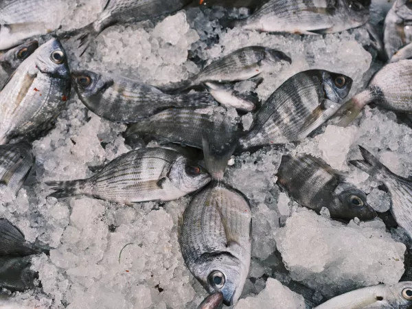 Южно-Курильский рыбокомбинат завершил проект строительства цеха на острове Кунашир по производству рыбной муки и рыбьего жира